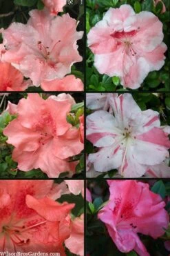 Hilda Niblett Azalea - 1 Gallon Pot 13 Hilda Niblett Azalea - 1 Gallon Pot -Plant Discount Store azalea hilda niblett 100