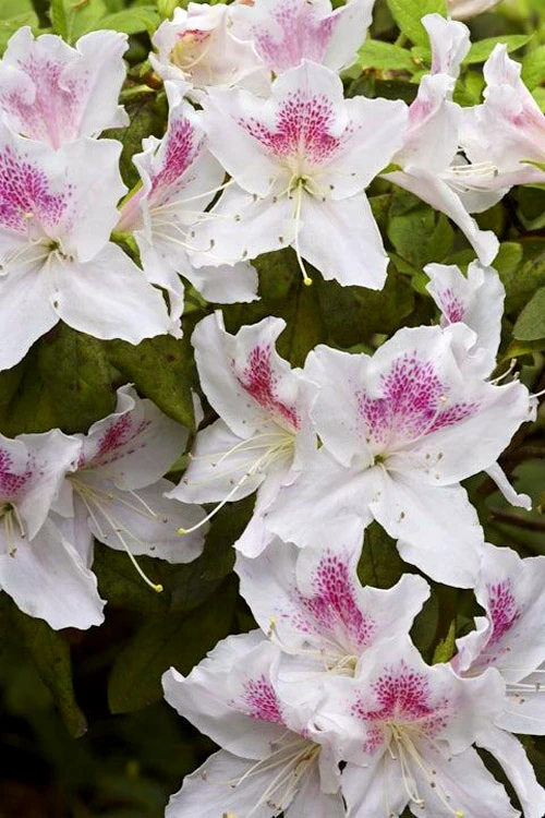 Joga Satsuki Azalea - 6 Pack Of 1 Gallon Pots 6 Joga Satsuki Azalea - 6 Pack Of 1 Gallon Pots - Image 4