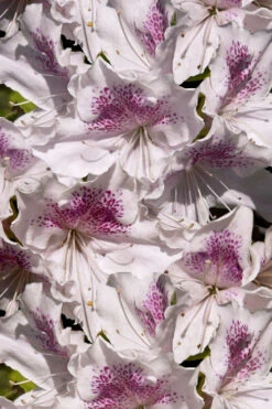 Joga Satsuki Azalea - 6 Pack Of 1 Gallon Pots 13 Joga Satsuki Azalea - 6 Pack Of 1 Gallon Pots -Plant Discount Store azalea joga 6