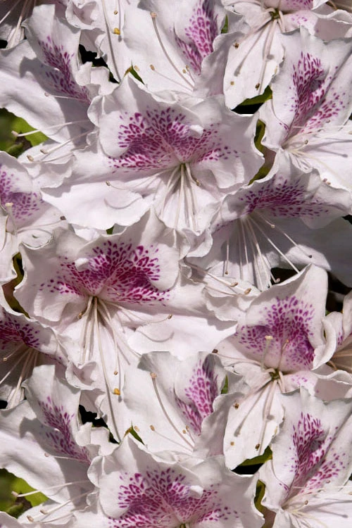 Joga Satsuki Azalea - 6 Pack Of 1 Gallon Pots 8 Joga Satsuki Azalea - 6 Pack Of 1 Gallon Pots - Image 6