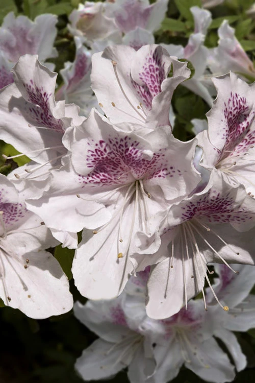 Joga Satsuki Azalea - 6 Pack Of 1 Gallon Pots 3 Joga Satsuki Azalea - 6 Pack Of 1 Gallon Pots