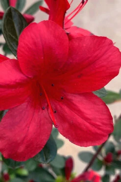 Midnight Flare Azalea - 2 Gallon Pot