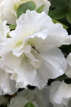 Perfecto Mundo Double White Reblooming Azalea - 2 Gallon Pot -Plant Discount Store azalea perfecto mondo double white 1