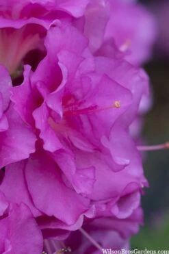 Perfecto Mundo Double Purple Reblooming Azalea - 2 Gallon Pot 11 Perfecto Mundo Double Purple Reblooming Azalea - 2 Gallon Pot -Plant Discount Store azalea perfecto mondo double20purple 1 1