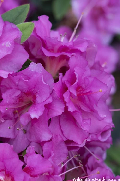 Perfecto Mundo Double Purple Reblooming Azalea - 2 Gallon Pot 3 Perfecto Mundo Double Purple Reblooming Azalea - 2 Gallon Pot