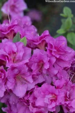 Perfecto Mundo Double Purple Reblooming Azalea - 2 Gallon Pot 13 Perfecto Mundo Double Purple Reblooming Azalea - 2 Gallon Pot -Plant Discount Store azalea perfecto mondo double20purple 3 1