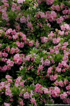 Perfecto Mundo Double Pink Reblooming Azalea - 2 Gallon Pot -Plant Discount Store azalea perfecto mundo double pink 1