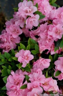 Perfecto Mundo Double Pink Reblooming Azalea - 2 Gallon Pot -Plant Discount Store azalea perfecto mundo double pink 2