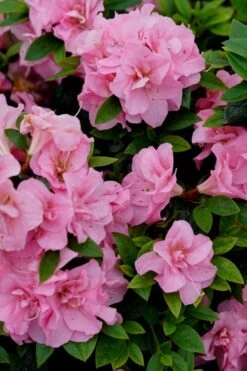 Perfecto Mundo Double Pink Reblooming Azalea - 2 Gallon Pot -Plant Discount Store azalea perfecto mundo double pink 4