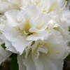 Perfecto Mundo Double White Reblooming Azalea - 2 Gallon Pot 2 Perfecto Mundo Double White Reblooming Azalea - 2 Gallon Pot -Plant Discount Store azalea perfecto mundo double white 8