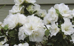 Perfecto Mundo Double White Reblooming Azalea - 2 Gallon Pot -Plant Discount Store azalea perfecto mundo double white 9