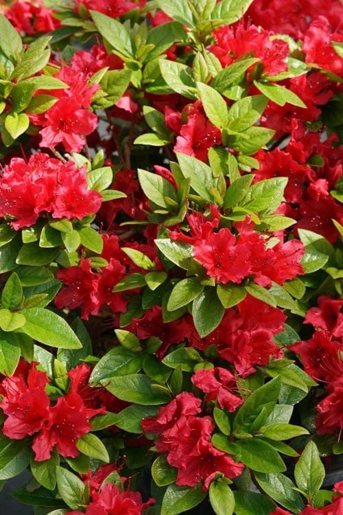 Perfecto Mundo Red Reblooming Azalea - 1 Gallon Pot 8 Perfecto Mundo Red Reblooming Azalea - 1 Gallon Pot - Image 6