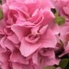 Perfecto Mundo Double Pink Reblooming Azalea - 2 Gallon Pot -Plant Discount Store azalea perfectomundo double pink 100