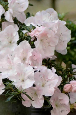 Tsuki No Shimo Satsuki Azalea - 1 Gallon Pot -Plant Discount Store azalea satsuki tsuki no shimo 100