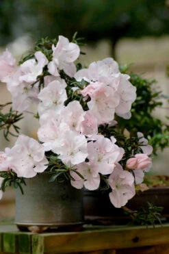 Tsuki No Shimo Satsuki Azalea - 1 Gallon Pot -Plant Discount Store azalea satsuki tsuki no shimo 101