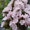 Tsuki No Shimo Satsuki Azalea - 1 Gallon Pot -Plant Discount Store azalea satsuki tsuki no shimo 102