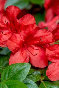 Stewartstonian Azalea - 1 Gallon Pot 14 Stewartstonian Azalea - 1 Gallon Pot -Plant Discount Store azalea stewartstonian 2 1