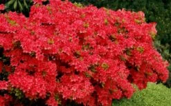 Stewartstonian Azalea - 1 Gallon Pot 17 Stewartstonian Azalea - 1 Gallon Pot -Plant Discount Store azalea stewartstonian 3