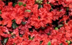 Stewartstonian Azalea - 1 Gallon Pot 19 Stewartstonian Azalea - 1 Gallon Pot -Plant Discount Store azalea stewartstonian 4