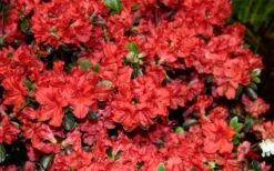 Stewartstonian Azalea - 1 Gallon Pot 18 Stewartstonian Azalea - 1 Gallon Pot -Plant Discount Store azalea stewartstonian 6