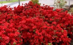 Stewartstonian Azalea - 1 Gallon Pot 16 Stewartstonian Azalea - 1 Gallon Pot -Plant Discount Store azalea stewartstonian 8
