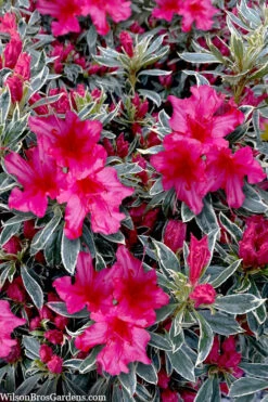 The Robe Azalea - 2 Gallon Pot -Plant Discount Store azalea the robe 3