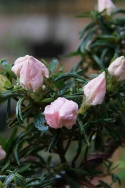 Tsuki No Shimo Satsuki Azalea - 1 Gallon Pot -Plant Discount Store azalea tsuki no shimo 2