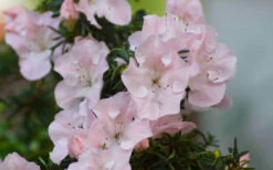 Tsuki No Shimo Satsuki Azalea - 1 Gallon Pot -Plant Discount Store azalea tsuki no shimo 4
