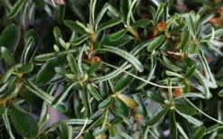 Tsuki No Shimo Satsuki Azalea - 1 Gallon Pot -Plant Discount Store azalea tsuki no shimo 7