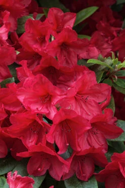 Vivid Azalea - 6 Pack Of 1 Gallon Pots -Plant Discount Store azalea vivid red 3
