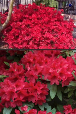 Vivid Azalea - 6 Pack Of 1 Gallon Pots -Plant Discount Store azalea vivid red 4
