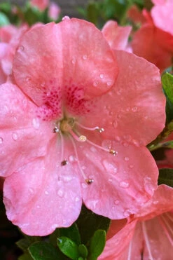 Wakaebisu Reblooming Azalea - 6 Pack Of 1 Gallon Pots