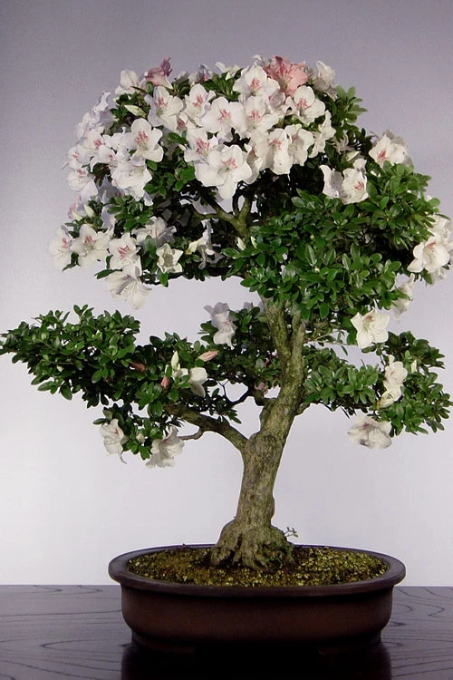 Joga Satsuki Azalea - 6 Pack Of 1 Gallon Pots 7 Joga Satsuki Azalea - 6 Pack Of 1 Gallon Pots - Image 5