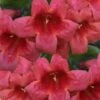 Shalimar Red Crossvine - Bignonia Capreolata - 6 Pack Of 1 Gallon Pots -Plant Discount Store bignonia shalimar red 11 1