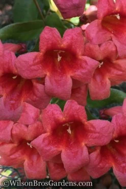 Shalimar Red Crossvine - Bignonia Capreolata - 2 Gallon Pot