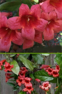 Shalimar Red Crossvine - Bignonia Capreolata - 2 Gallon Pot 13 Shalimar Red Crossvine - Bignonia Capreolata - 2 Gallon Pot -Plant Discount Store bignonia shalimar red crossvine 500x750 1