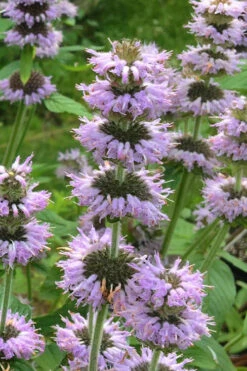 Downy Pagoda Plant (Blephilia Ciliata) - 1 Gallon Pot 11 Downy Pagoda Plant (Blephilia Ciliata) - 1 Gallon Pot -Plant Discount Store blephilia ciliata downy pagoda wood mint 4