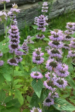 Downy Pagoda Plant (Blephilia Ciliata) - 1 Gallon Pot 10 Downy Pagoda Plant (Blephilia Ciliata) - 1 Gallon Pot -Plant Discount Store blephilia ciliata downy pagoda wood mint 5