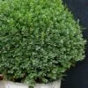 Korean Dwarf Boxwood - Buxus Sinica Var. Insularis 'Nana' - 1 Gallon Pot -Plant Discount Store boxwood korean dwarf insularis nana 5 2