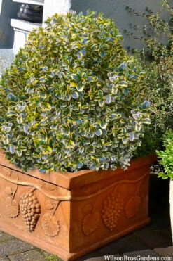 Sunburst Variegated Korean Boxwood - 1 Gallon Pot -Plant Discount Store boxwood sunburst golden 11 1