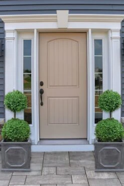 Common Boxwood 2-Ball Poodle Tier Topiary (Buxus Sempervirens) - 3 Gallon Pot (Short) -Plant Discount Store boxwood two ball poodle tier 2