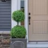 Common Boxwood 2-Ball Poodle Tier Topiary (Buxus Sempervirens) - 3 Gallon Pot (Short) 2 Common Boxwood 2-Ball Poodle Tier Topiary (Buxus Sempervirens) - 3 Gallon Pot (Short) -Plant Discount Store boxwood two ball poodle tier 3