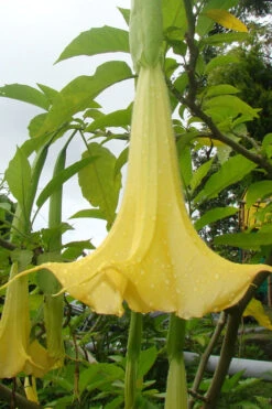 Yellow Angel's Trumpet (Brugmansia) - 3 Gallon Pot 12 Yellow Angel's Trumpet (Brugmansia) - 3 Gallon Pot -Plant Discount Store brugmansia candida yellow angels trumpet 1