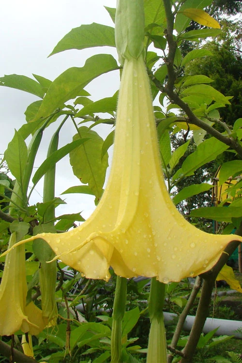Yellow Angel's Trumpet (Brugmansia) - 3 Gallon Pot 7 Yellow Angel's Trumpet (Brugmansia) - 3 Gallon Pot - Image 5