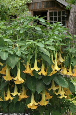 Yellow Angel's Trumpet (Brugmansia) - 3 Gallon Pot 11 Yellow Angel's Trumpet (Brugmansia) - 3 Gallon Pot -Plant Discount Store brugmansia candida yellow angels trumpet 3
