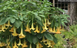 Yellow Angel's Trumpet (Brugmansia) - 3 Gallon Pot 13 Yellow Angel's Trumpet (Brugmansia) - 3 Gallon Pot -Plant Discount Store brugmansia candida yellow angels trumpet 4
