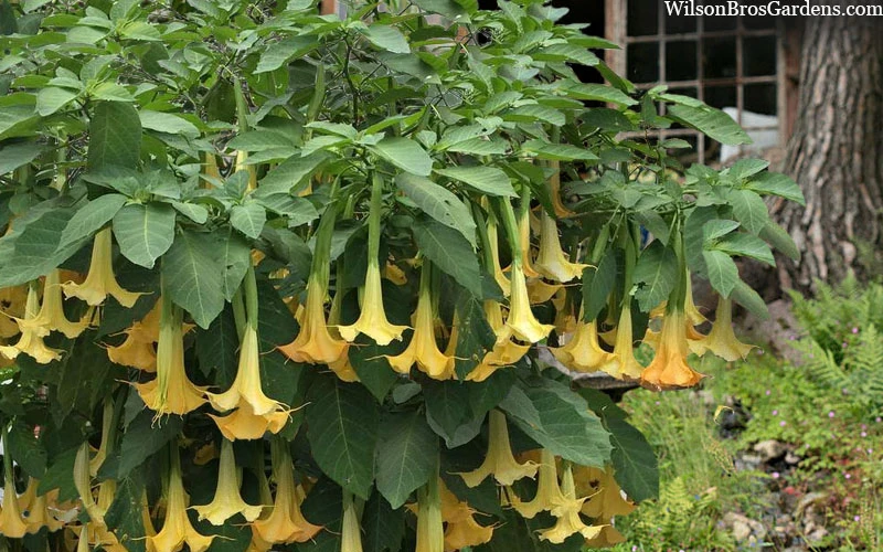Yellow Angel's Trumpet (Brugmansia) - 3 Gallon Pot 8 Yellow Angel's Trumpet (Brugmansia) - 3 Gallon Pot - Image 6
