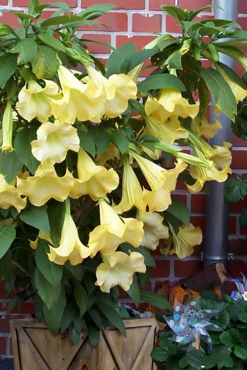 Yellow Angel's Trumpet (Brugmansia) - 3 Gallon Pot 3 Yellow Angel's Trumpet (Brugmansia) - 3 Gallon Pot