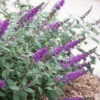 Lo & Behold Blue Chip Junior Butterfly Bush - 1 Gallon Pot 1 Lo & Behold Blue Chip Junior Butterfly Bush - 1 Gallon Pot -Plant Discount Store buddleia blue chip junior butterfly bush 10