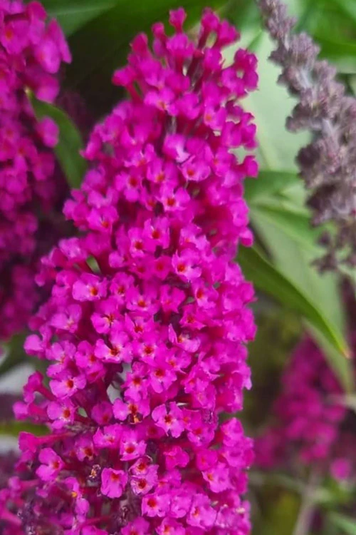 Buddleia Buzz Hot Raspberry Dwarf Butterfly Bush - 1 Gallon Pot 6 Buddleia Buzz Hot Raspberry Dwarf Butterfly Bush - 1 Gallon Pot - Image 4